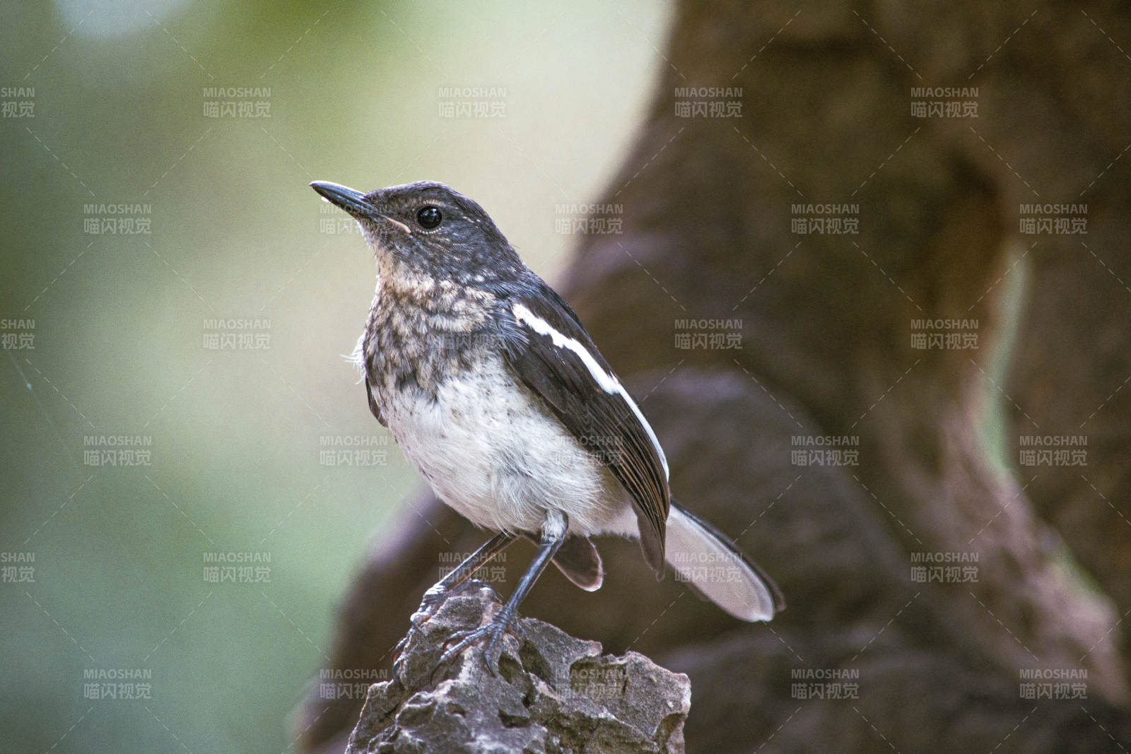 树上的小鸟静立石上图片