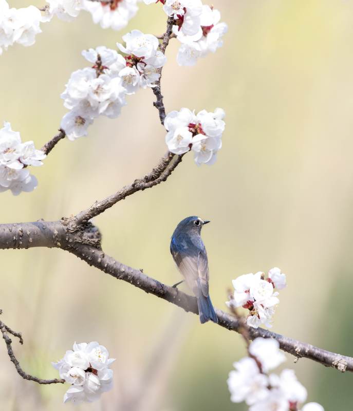 春日花枝上的小鸟图片