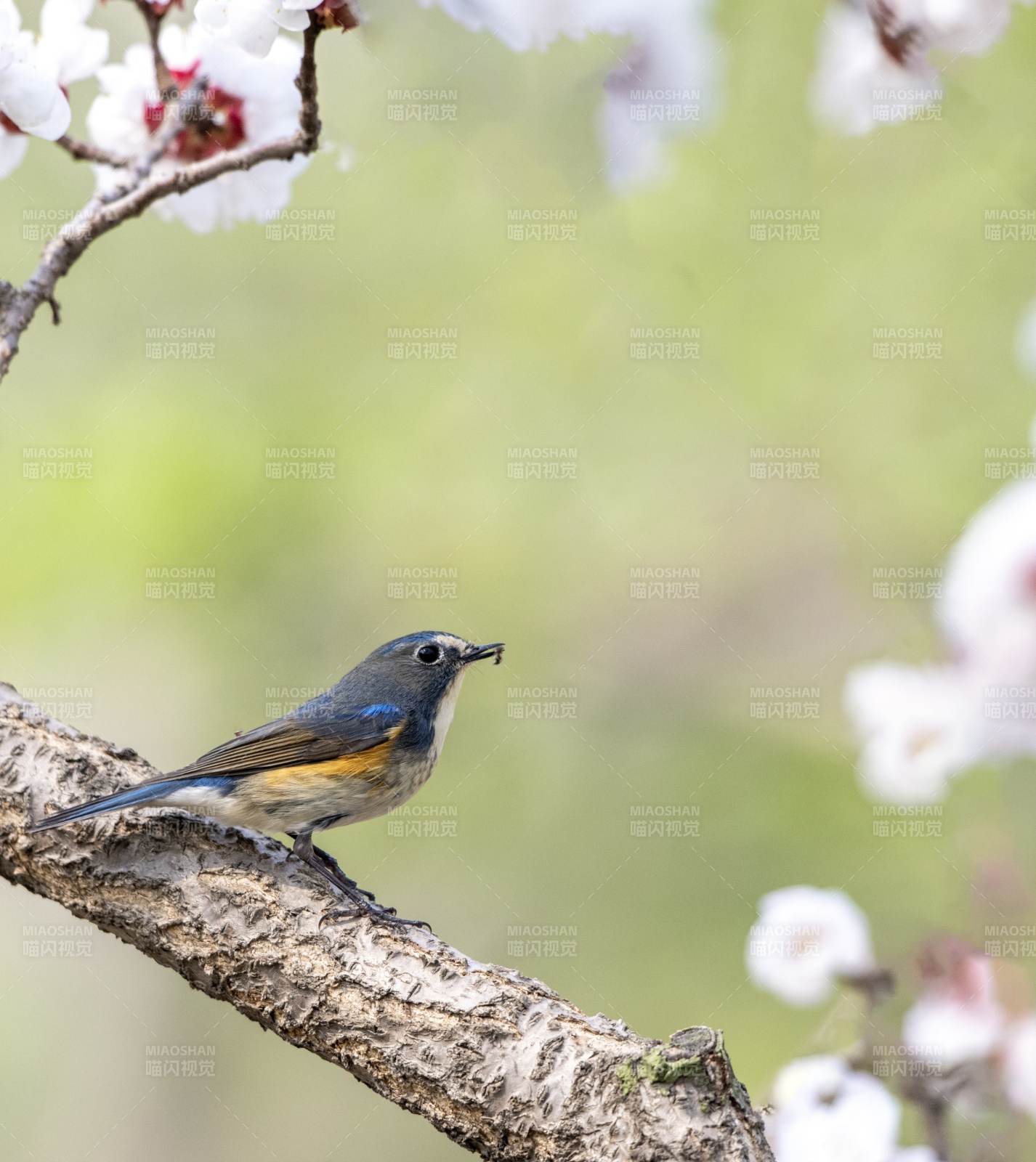 春日樱花与小鸟图片