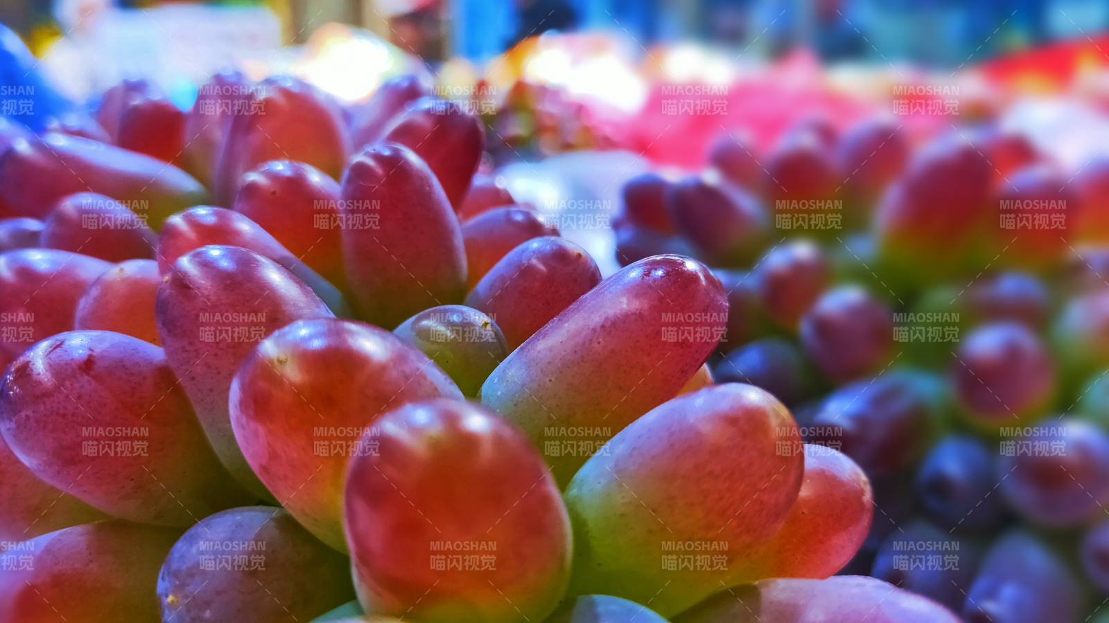 鲜艳多肉植物特写图片