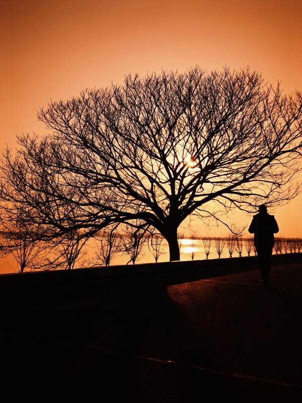 夕阳下的树影与行人图片
