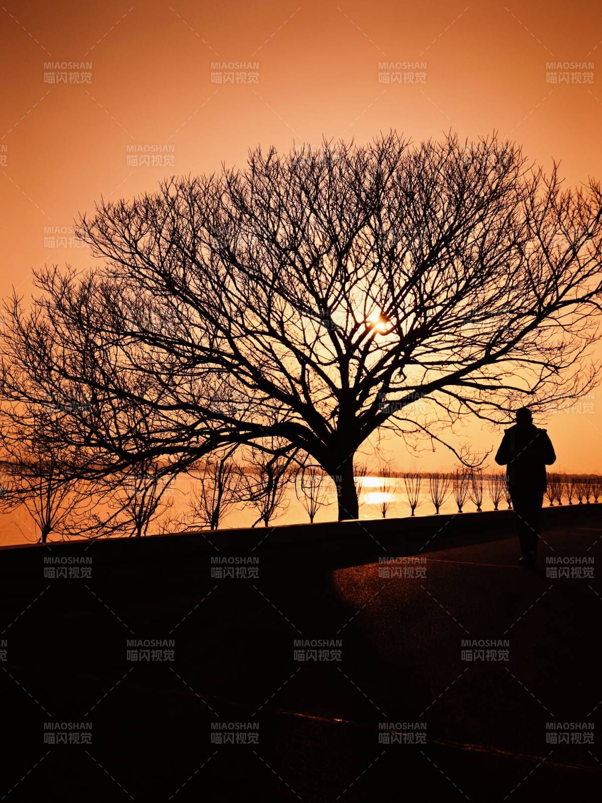 夕阳下的树影与行人图片