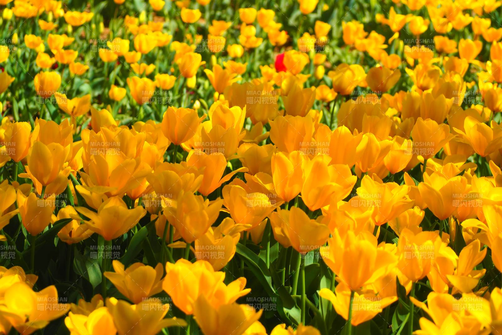 金色郁金香花海绽放图片