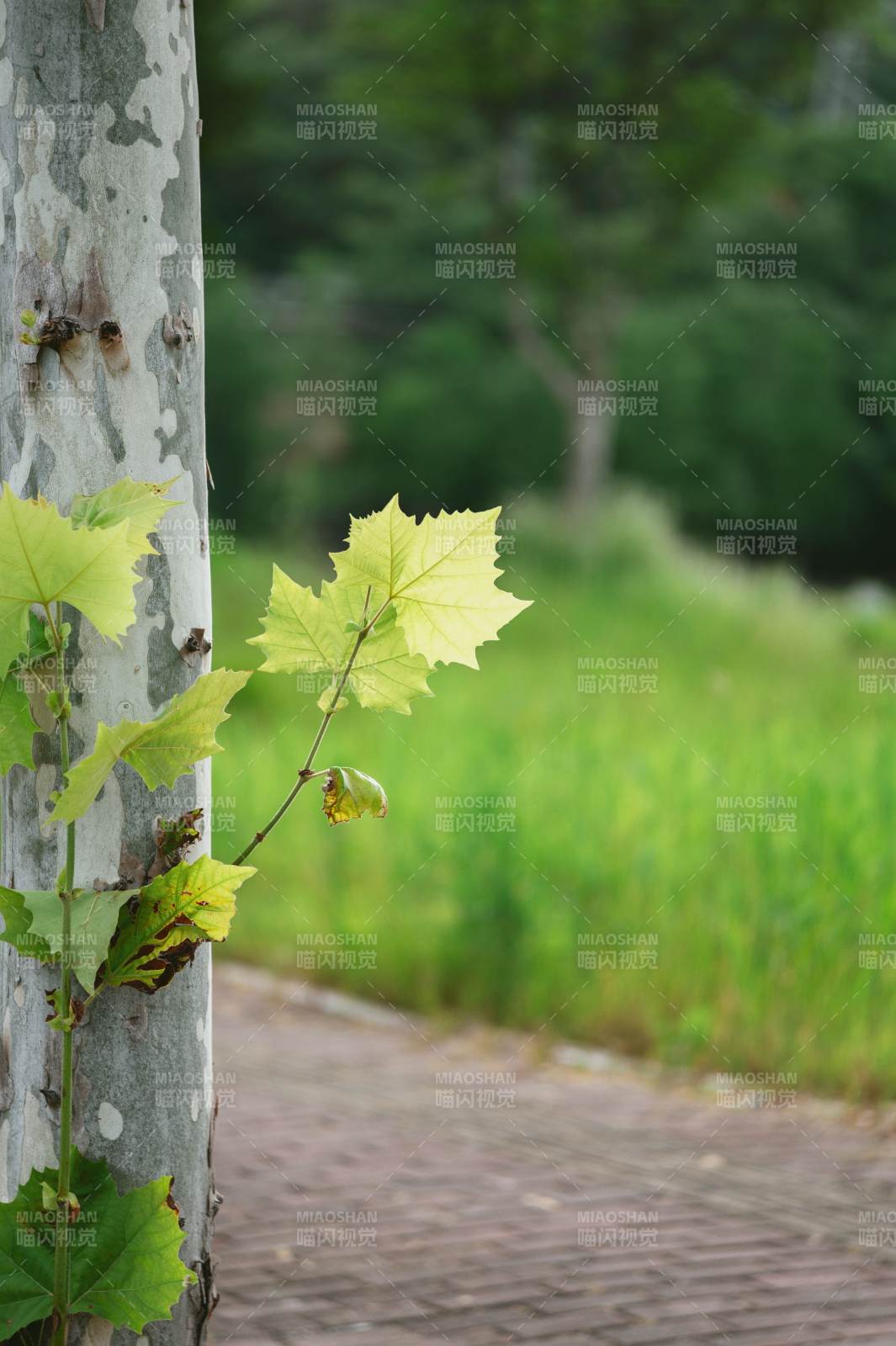 树旁新叶 绿意盎然图片