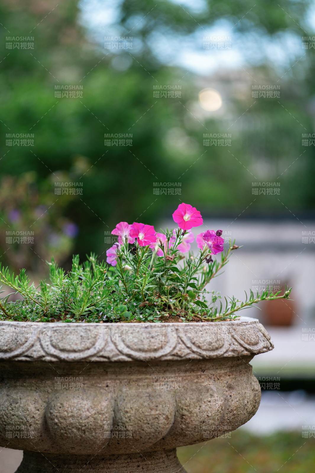 花盆中的粉色花朵图片