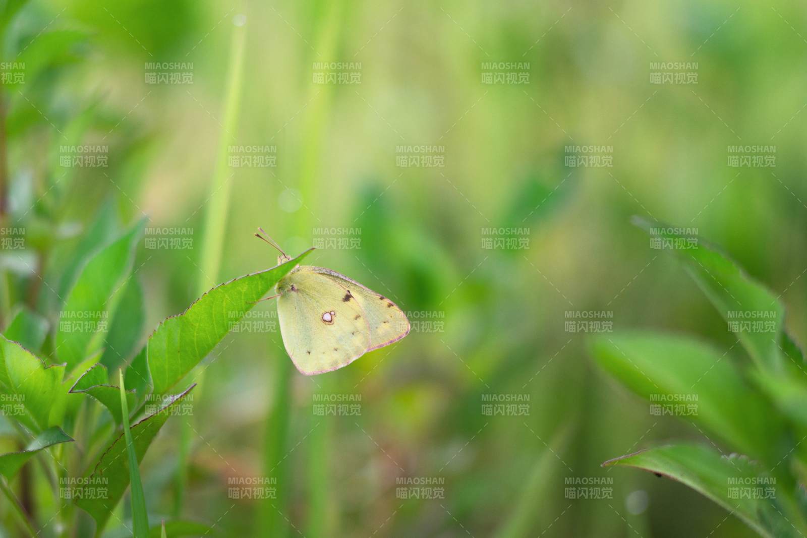 绿叶上的黄色蝴蝶图片