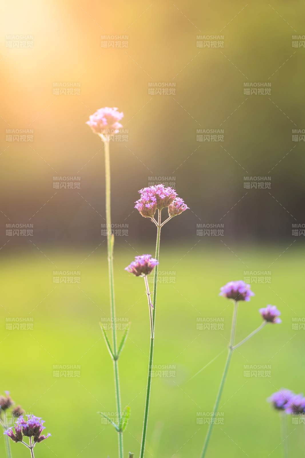 夕阳下的紫色小花图片