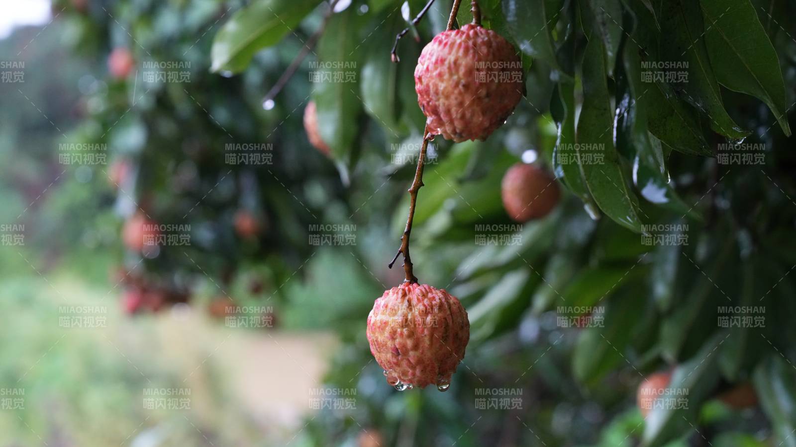 雨后荔枝挂枝头图片