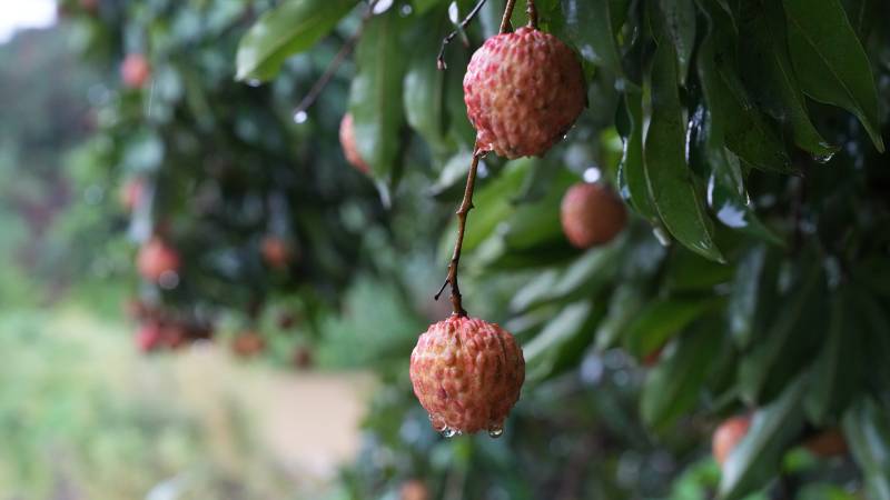雨后荔枝挂枝头图片