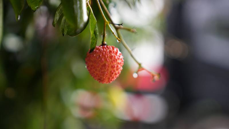 荔枝挂枝头 鲜红诱人图片