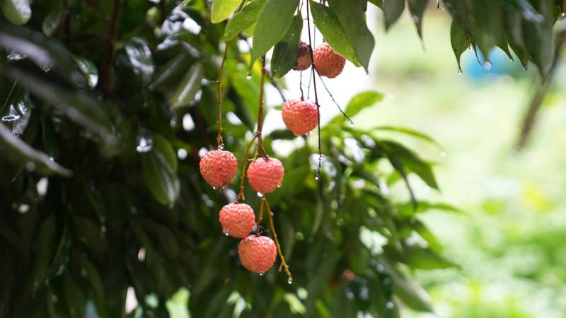 荔枝挂枝头 雨后更鲜甜图片