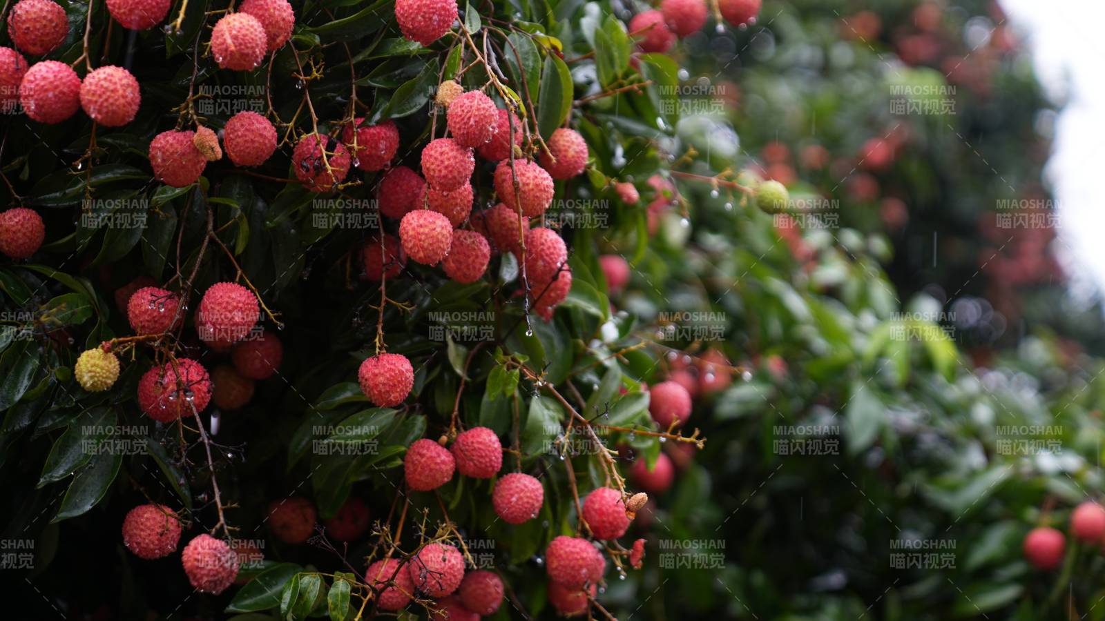 荔枝树上果实累累图片