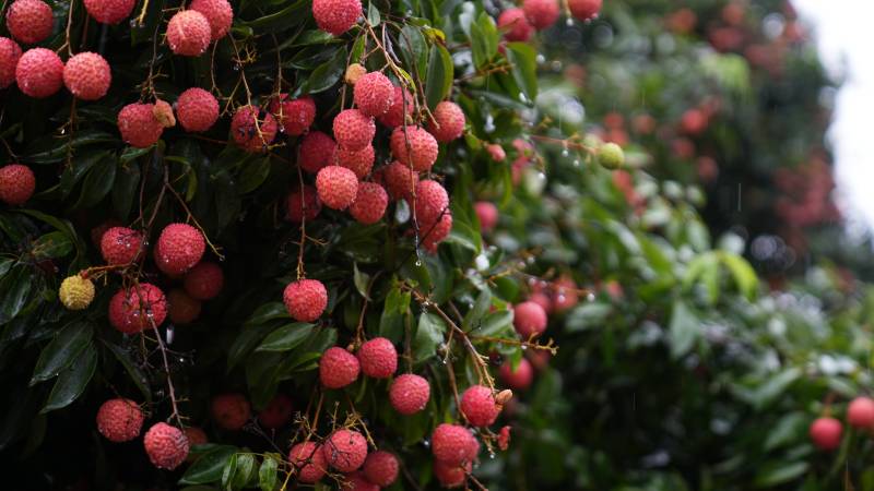 荔枝树上果实累累图片