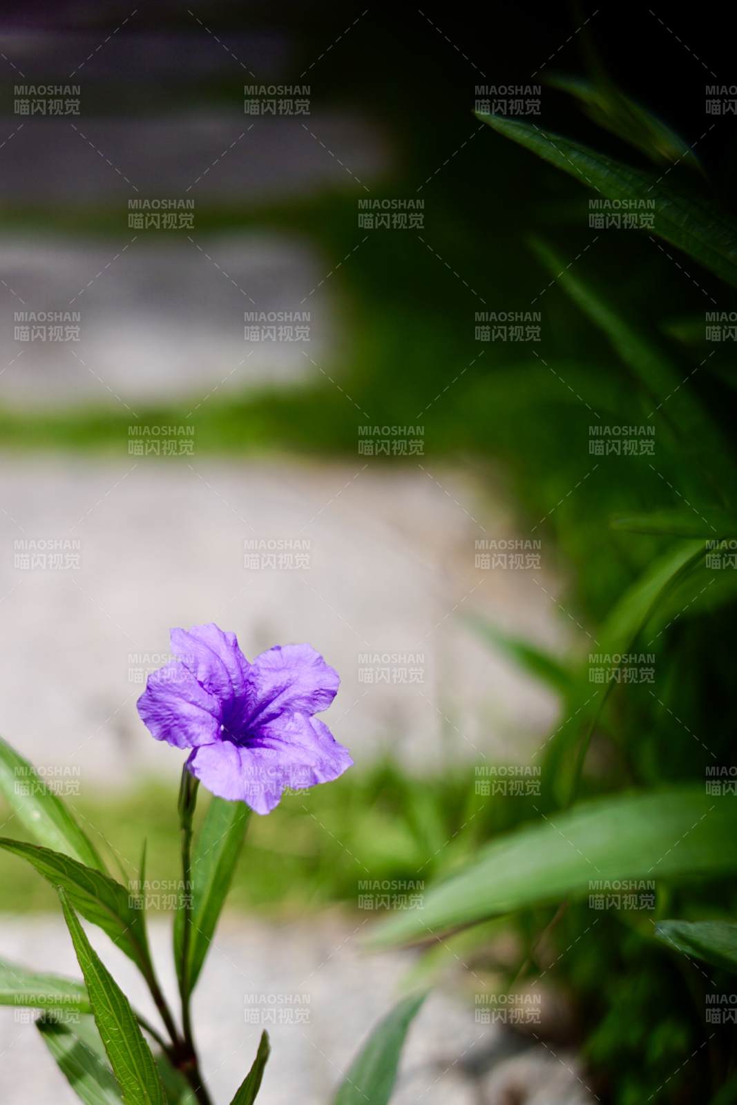 紫色小花与绿叶相伴图片