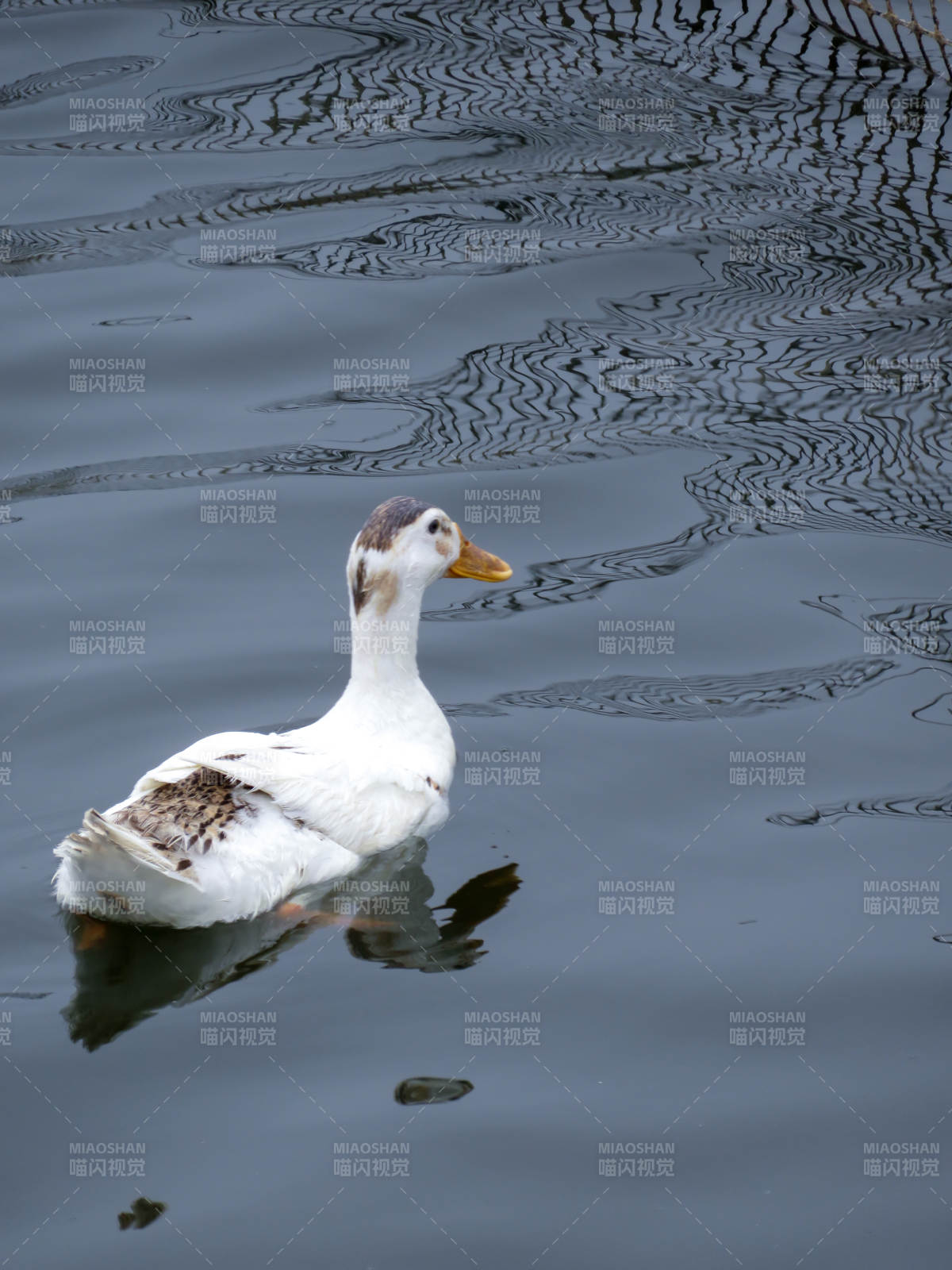 湖面上的白鸭图片