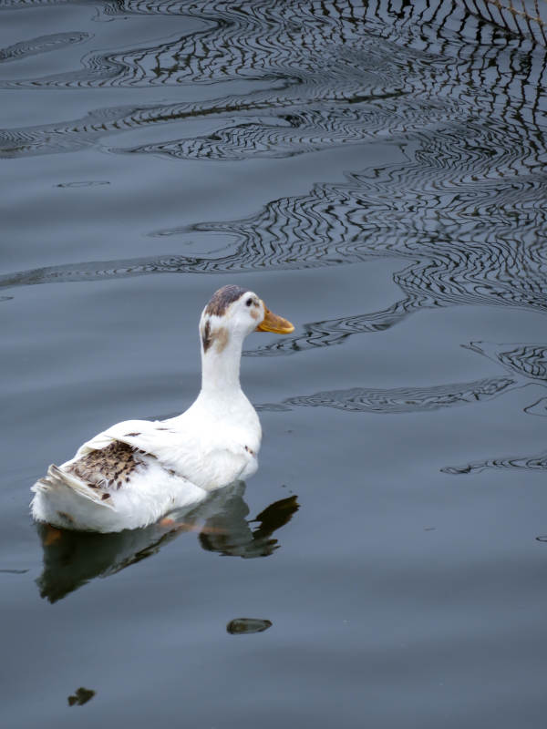 湖面上的白鸭图片