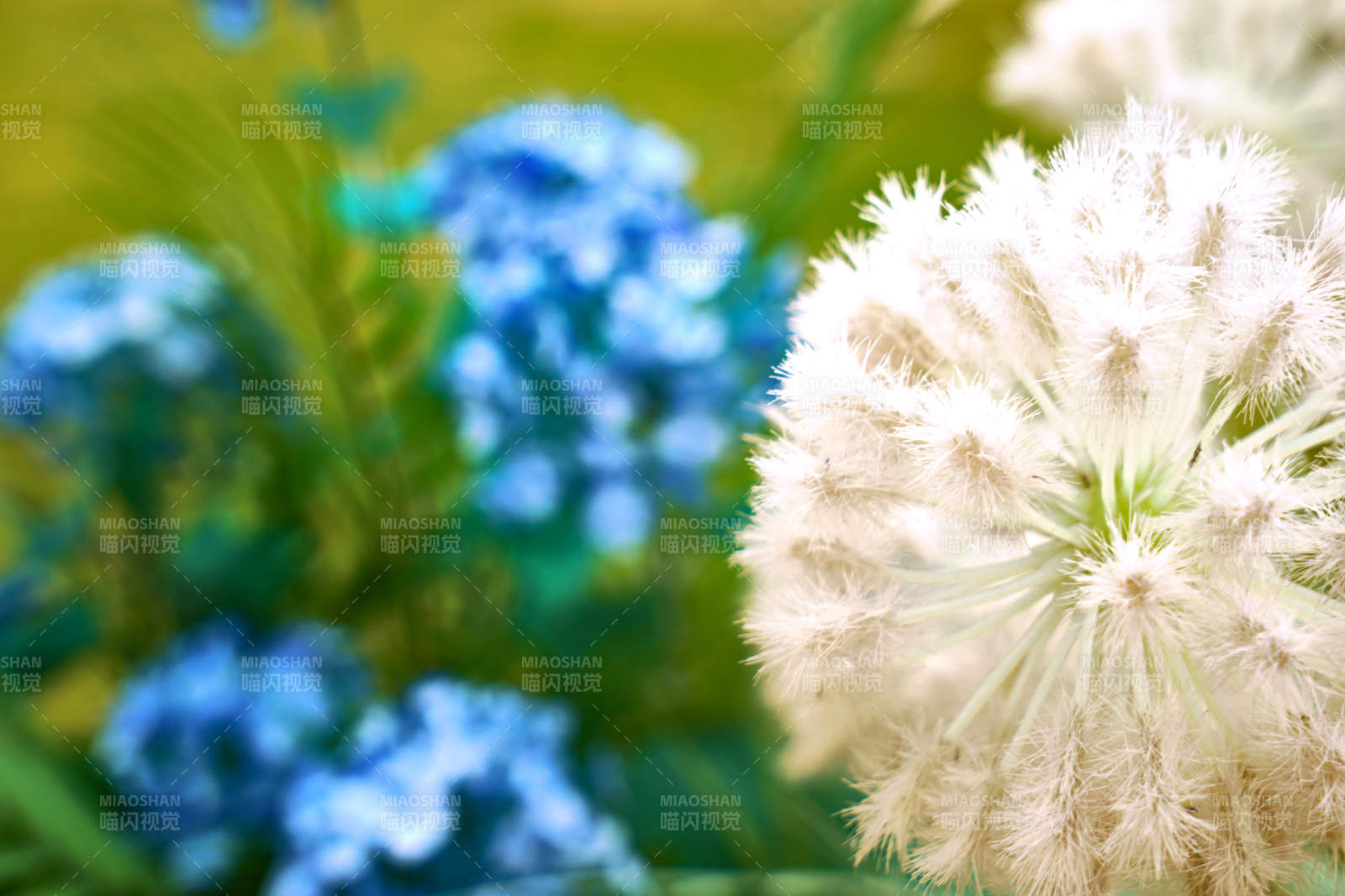 蒲公英与蓝花的春天景象图片