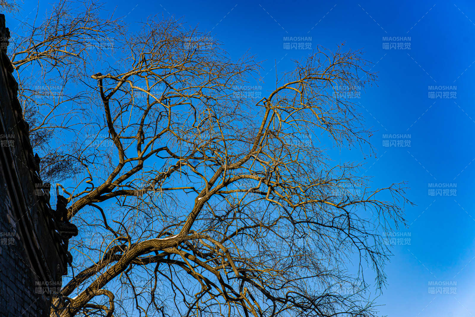冬日枝影映蓝天图片