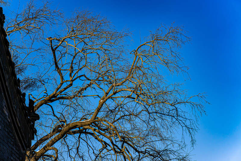 冬日枝影映蓝天图片