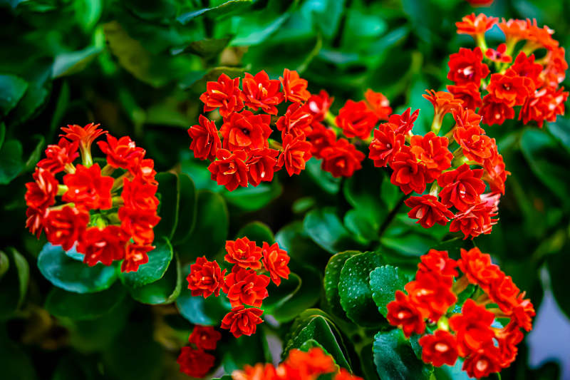 红艳长寿花 绿叶映衬美图片