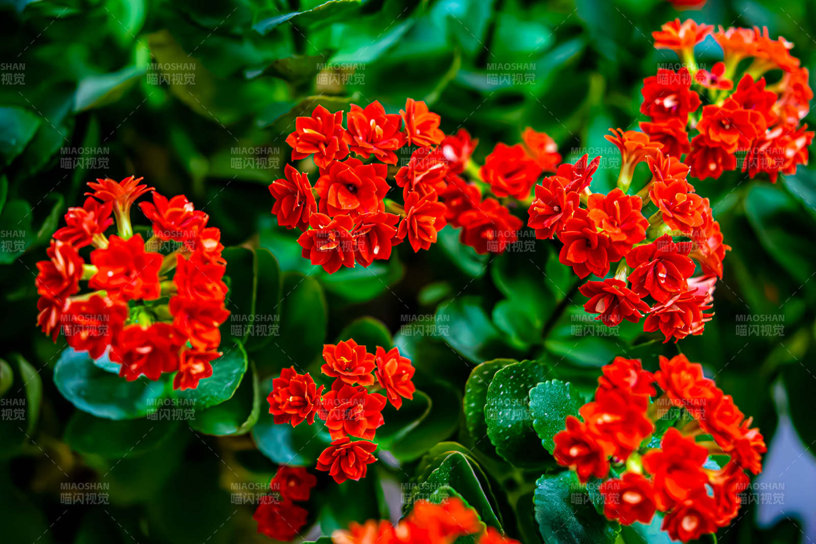 红艳长寿花 绿叶映衬美图片