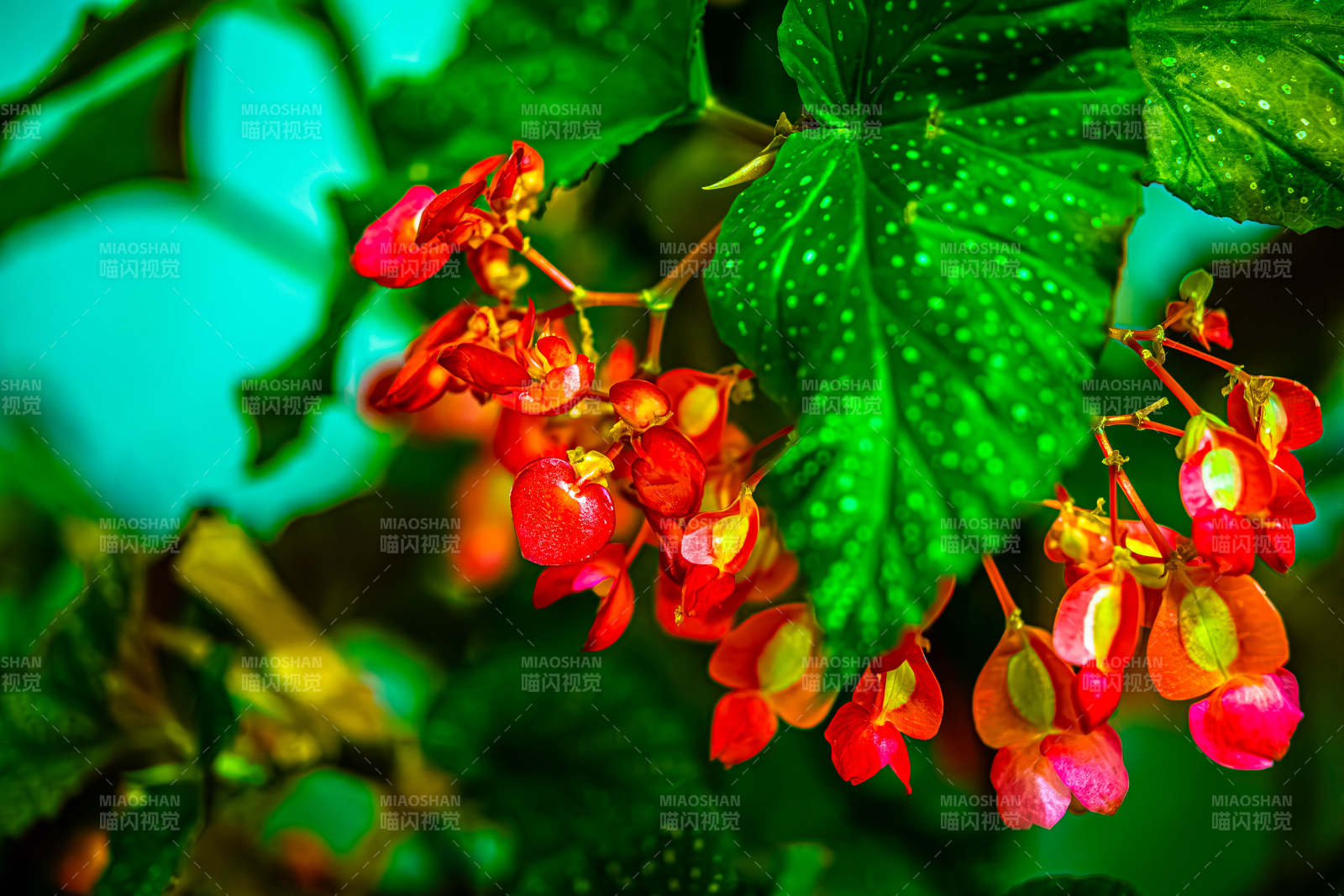 红色花朵与绿叶的美丽邂逅图片