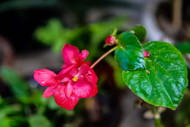 粉红花朵与绿叶相伴图片