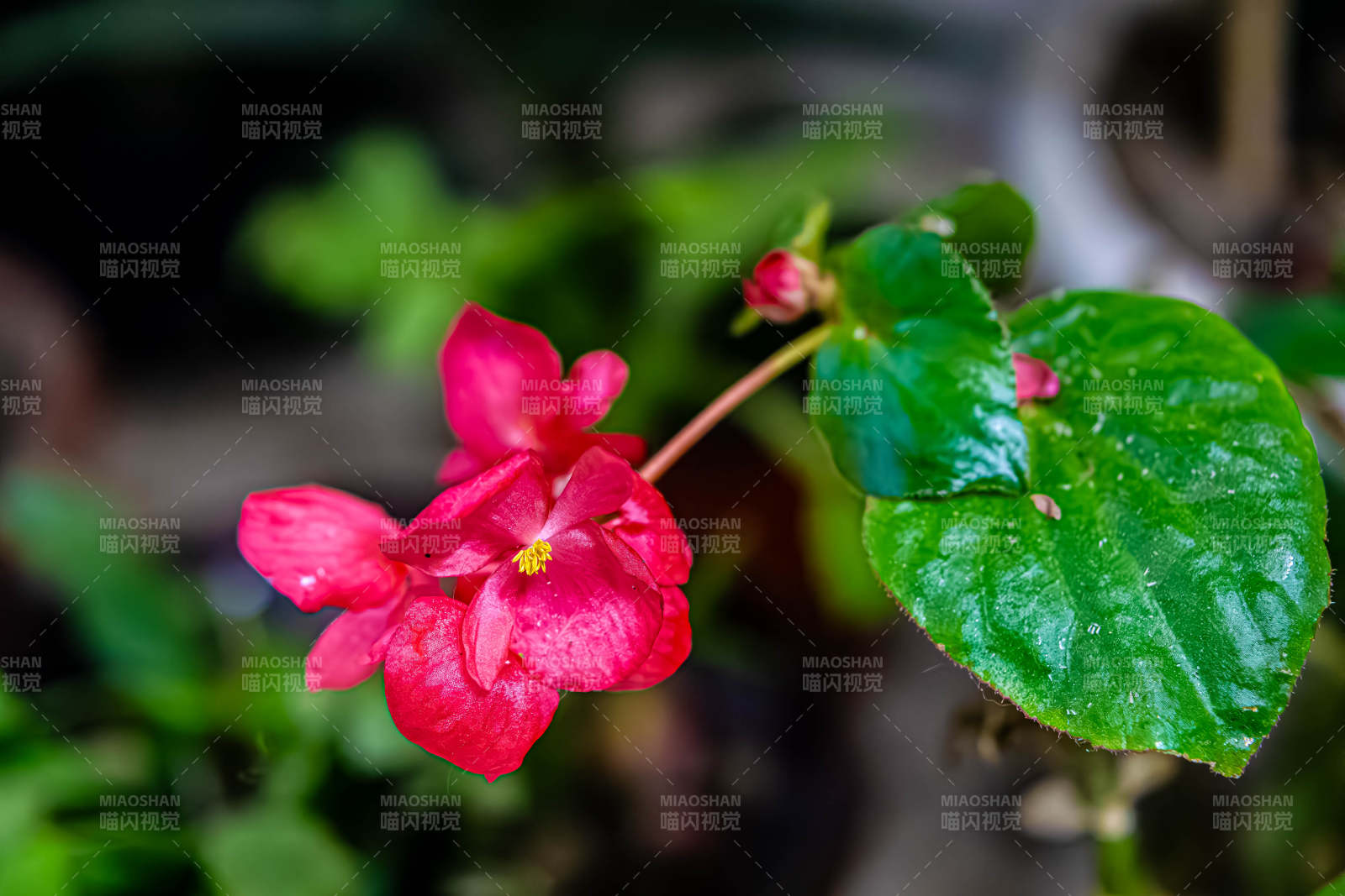 粉红花朵与绿叶相伴图片