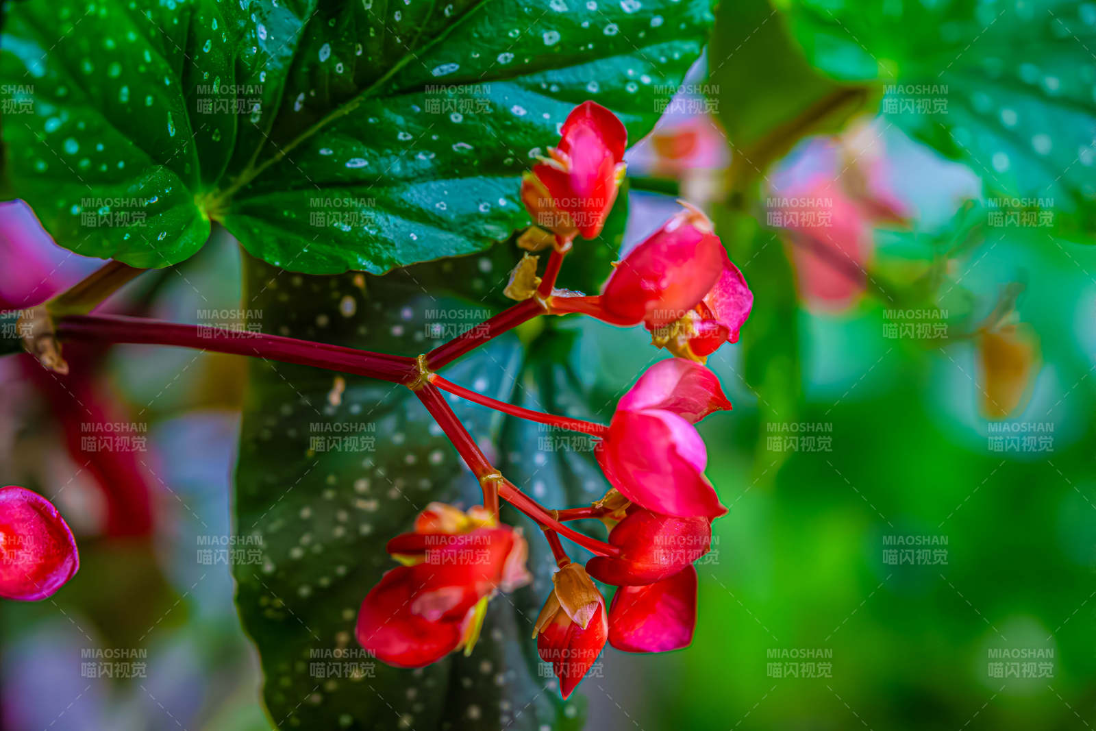 红色花朵与绿叶相映成趣图片