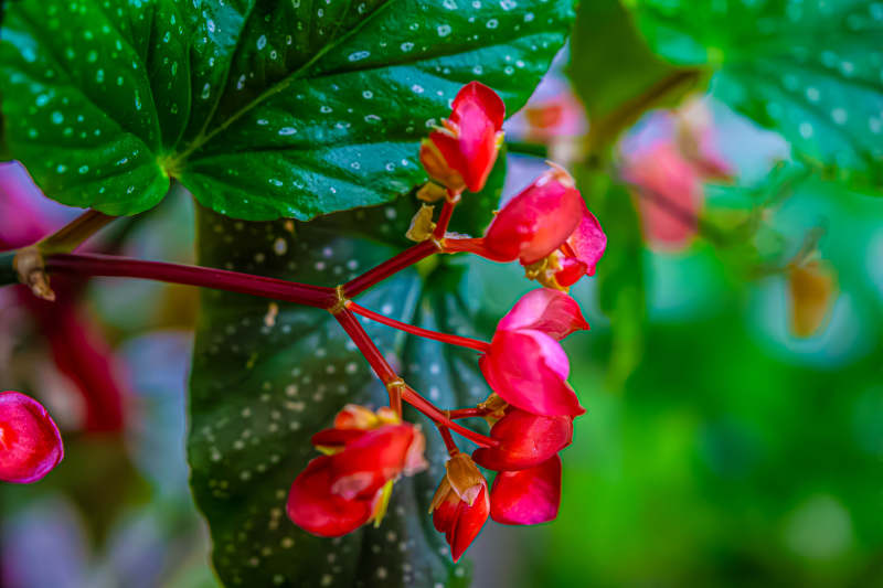 红色花朵与绿叶相映成趣图片