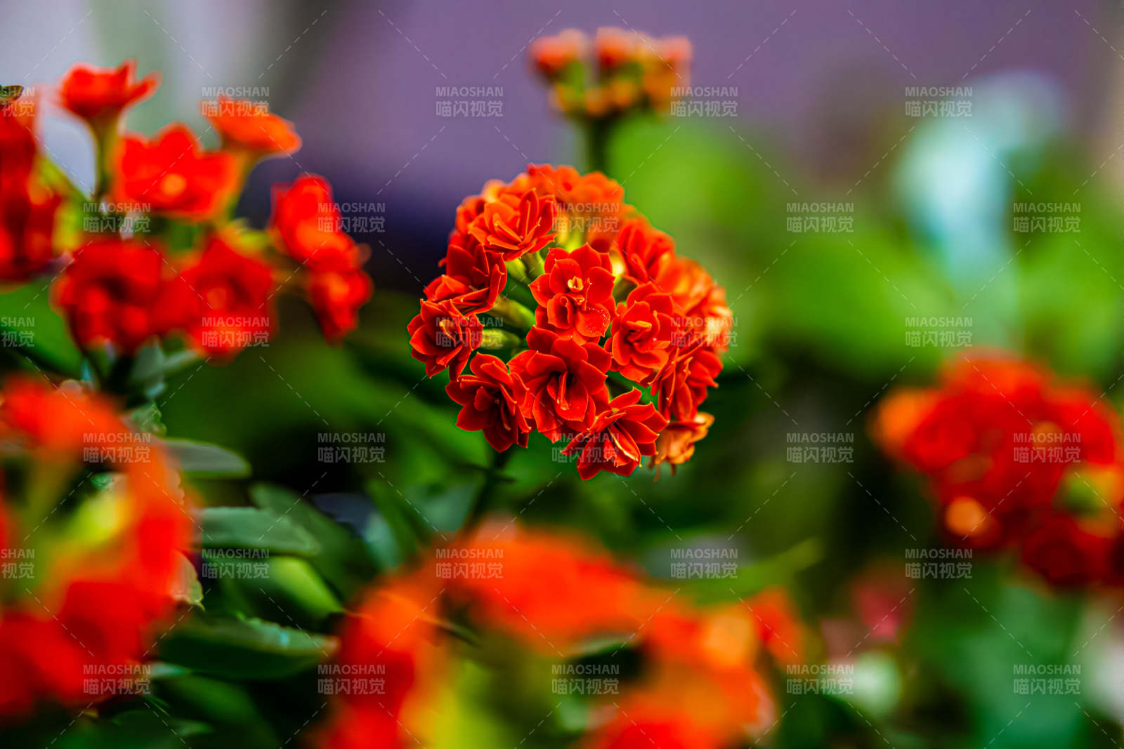 鲜艳红花绽放美丽瞬间图片