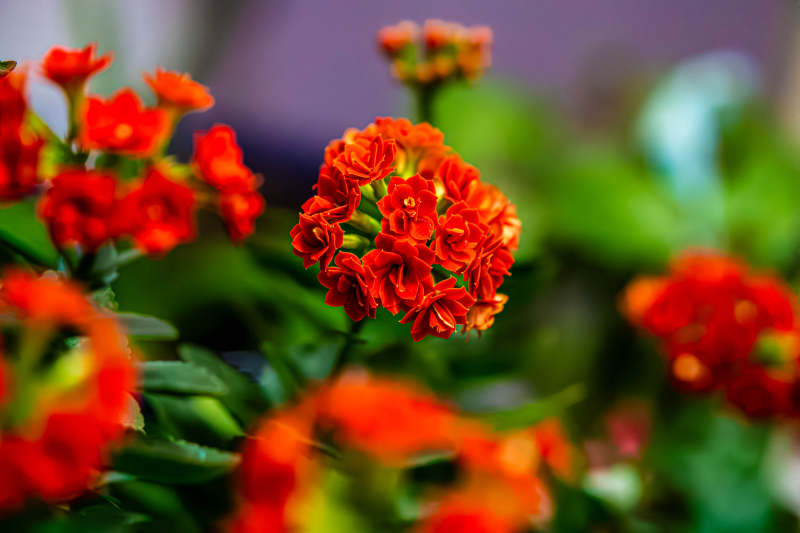 鲜艳红花绽放美丽瞬间图片