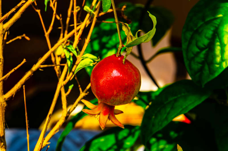 枝头红石榴 绿叶映衬中图片