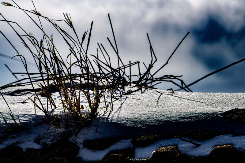 冬日雪地枯草影图片