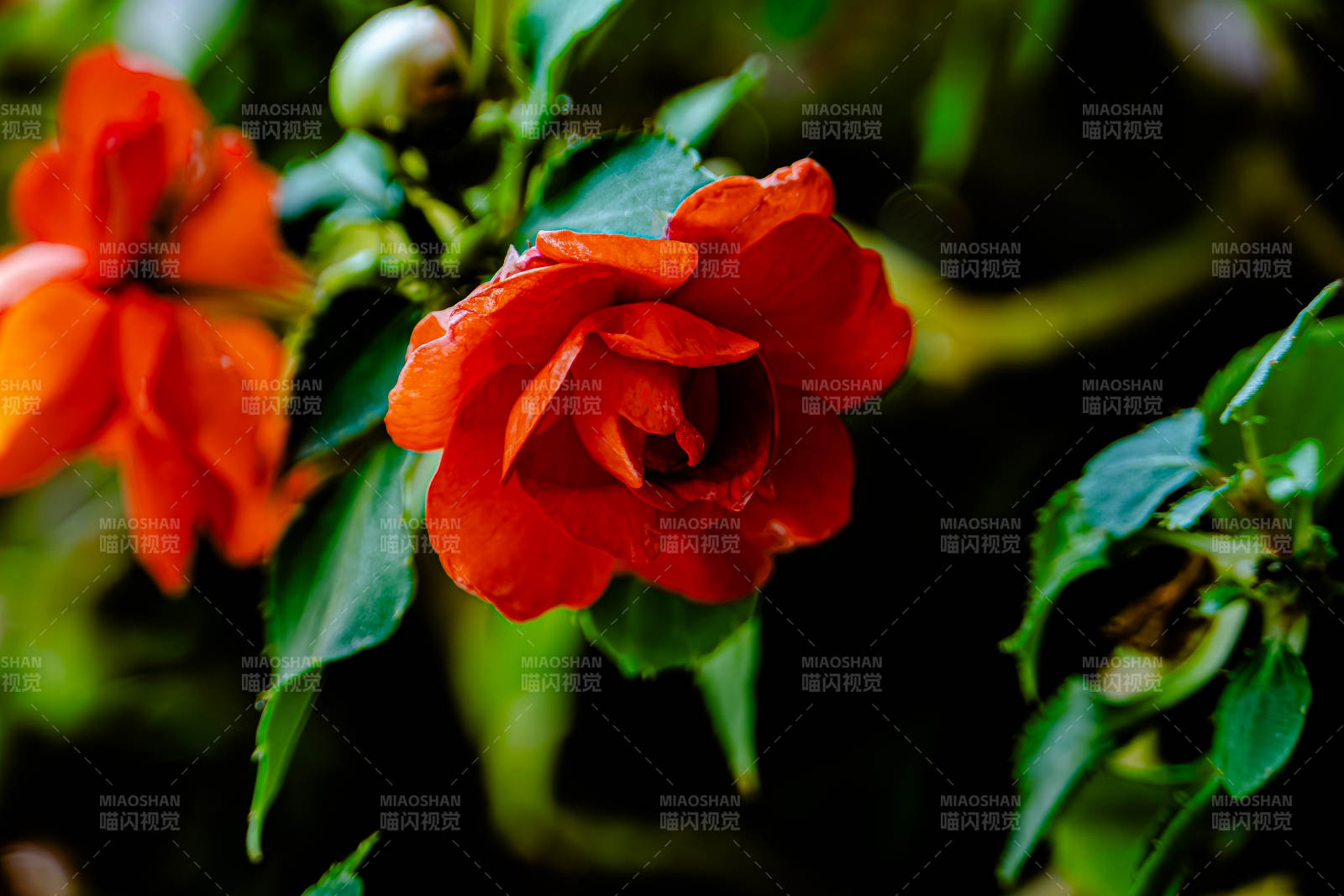 红色花朵的美丽瞬间图片