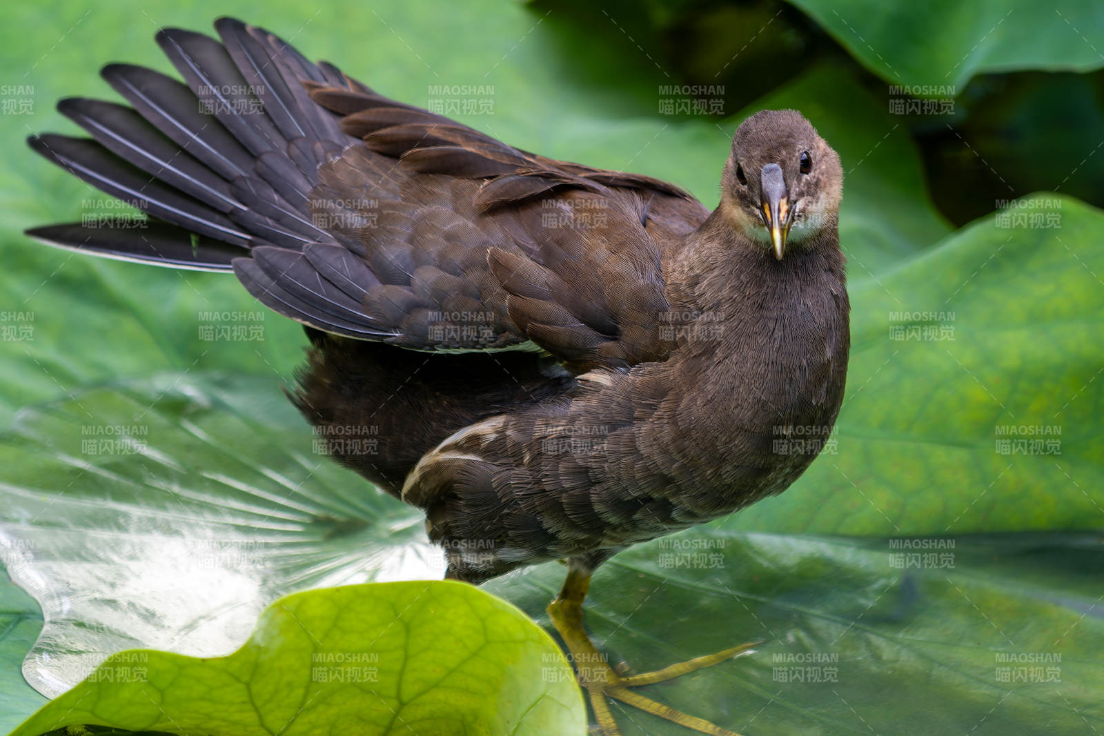 荷叶上的黑水鸡图片