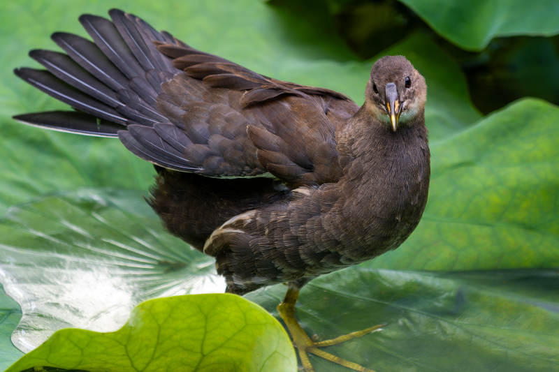 荷叶上的黑水鸡图片