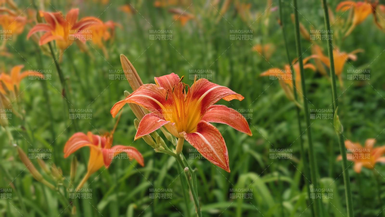 橙色萱草花田美景图片