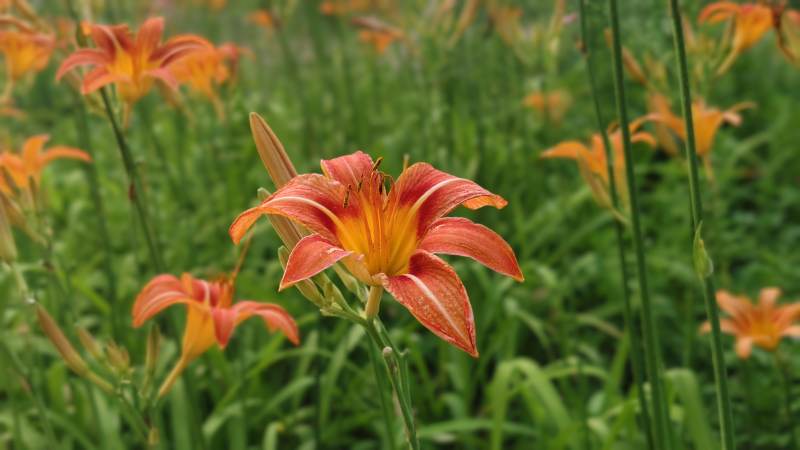 橙色萱草花田美景图片