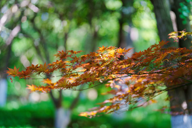 秋日红叶映绿林图片