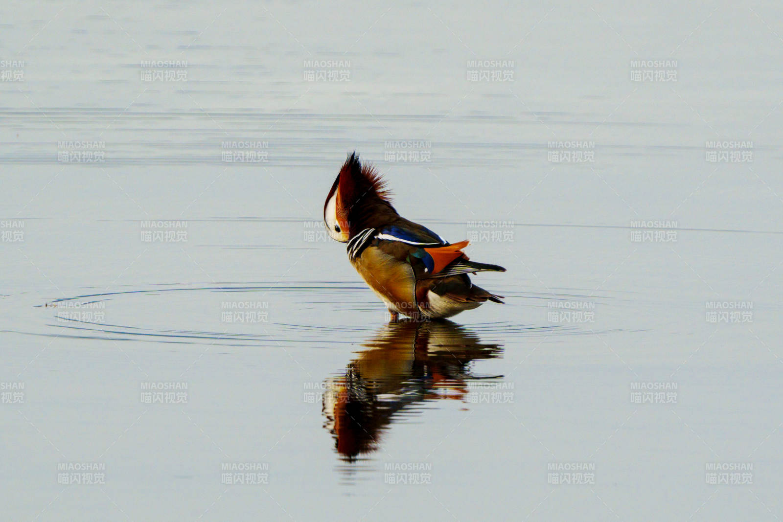 鸳鸯戏水 倒影成双图片