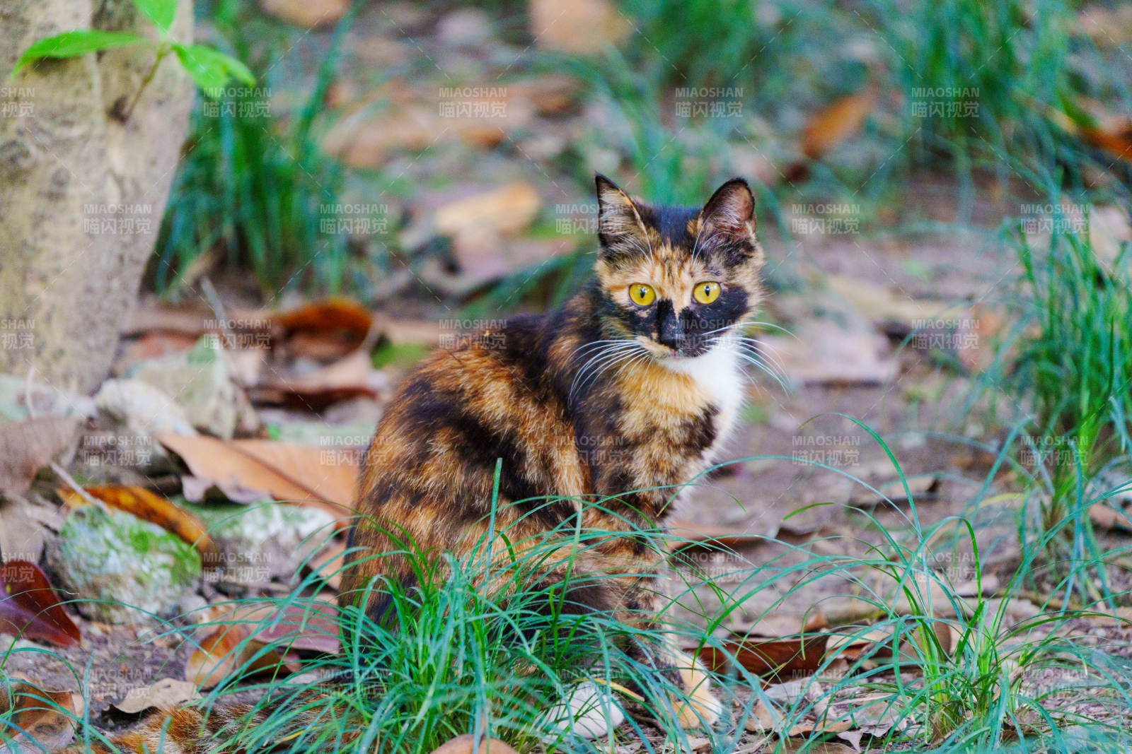 草丛中的三花猫图片
