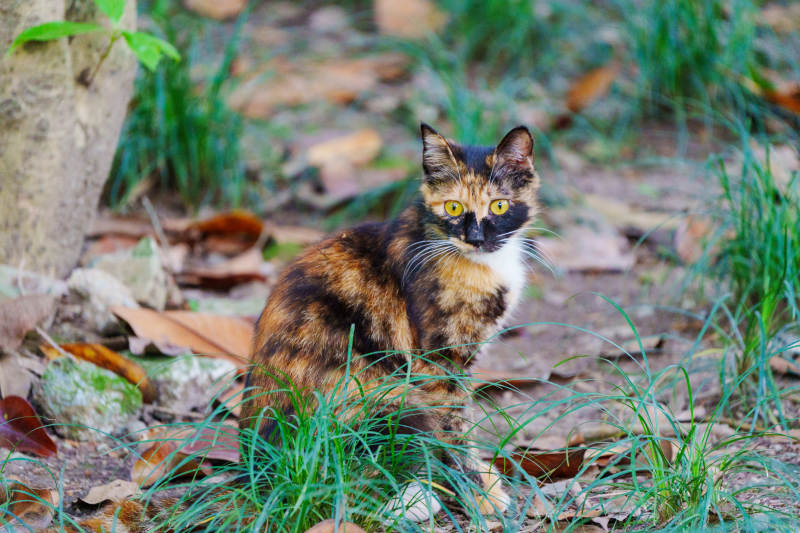 草丛中的三花猫图片