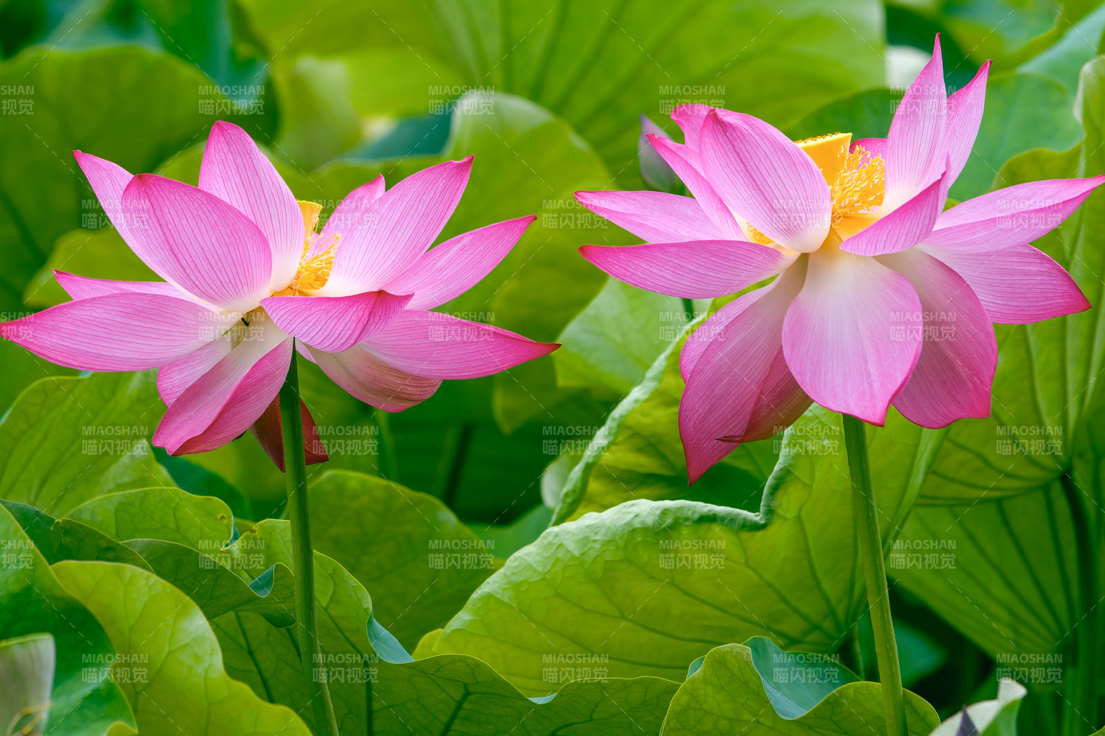 粉红荷花绽放荷叶间图片