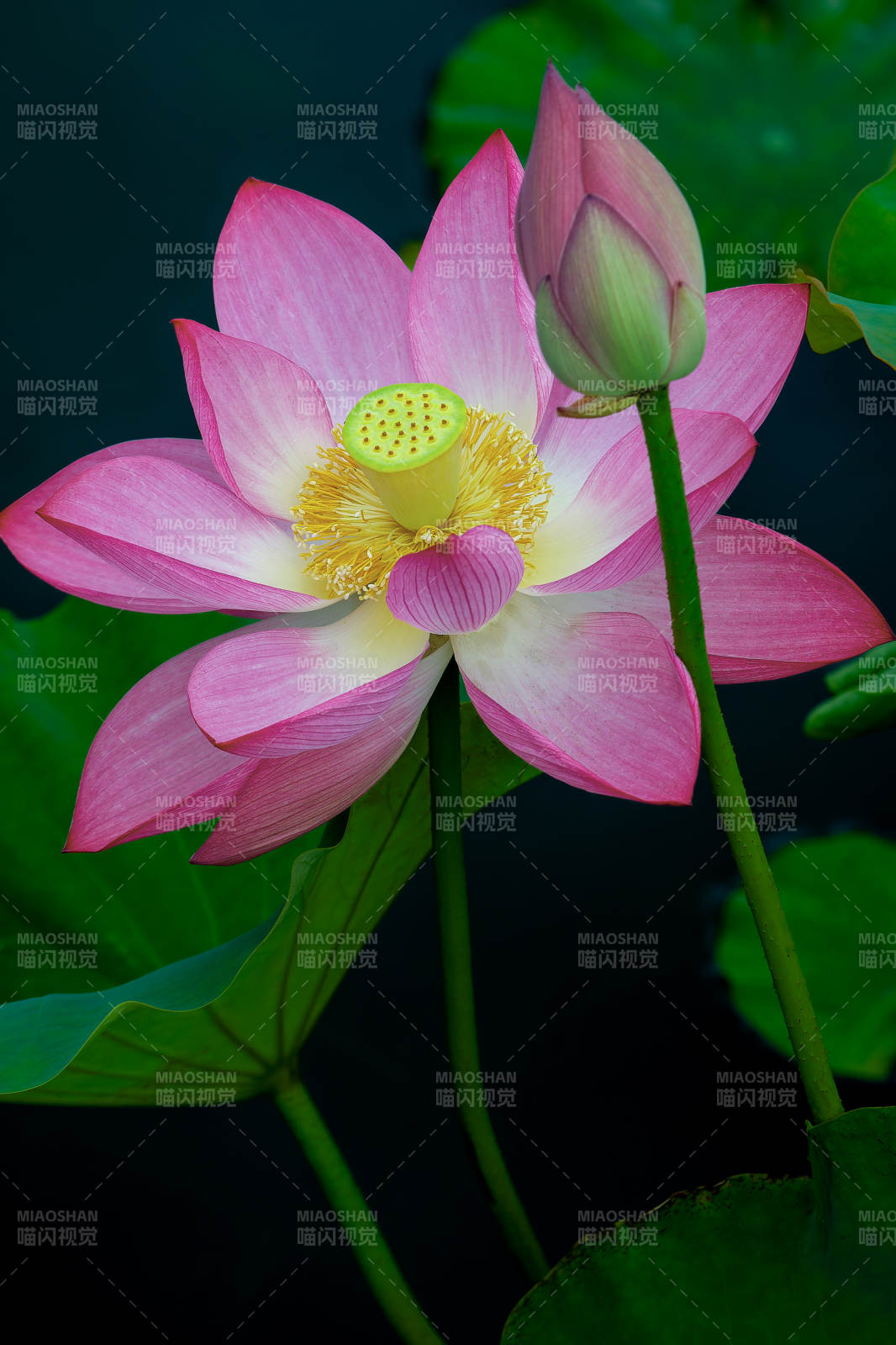 粉莲初绽 静谧之美图片