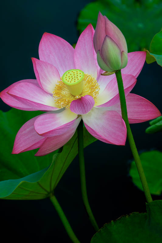 粉莲初绽 静谧之美图片