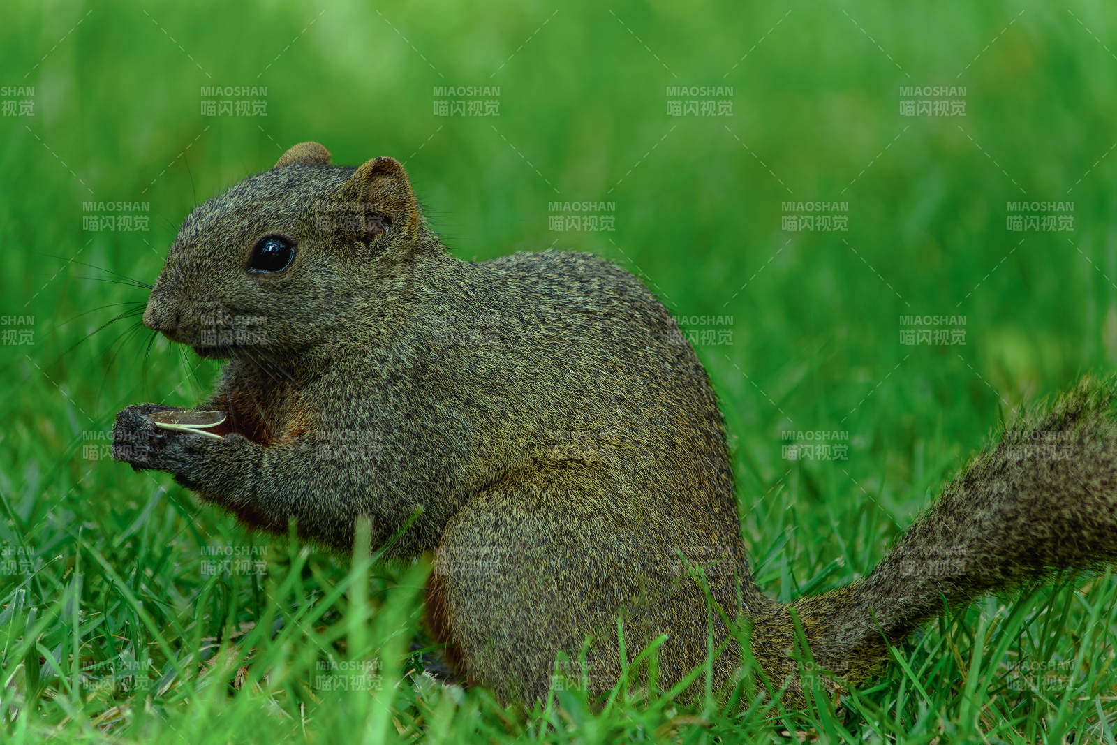 草地上的松鼠在进食图片