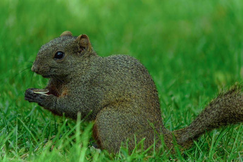 草地上的松鼠在进食图片