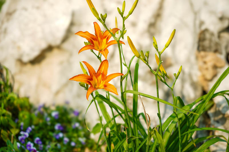 橙色萱草花绽放于绿叶间图片