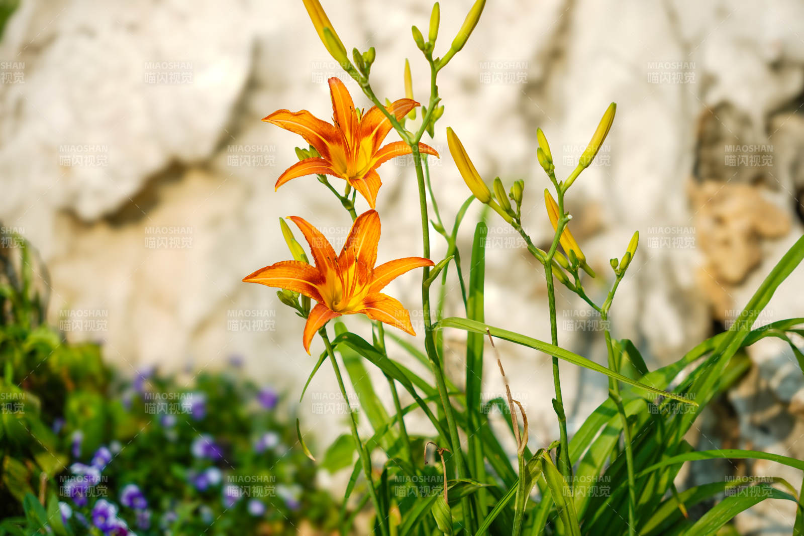 橙色萱草花绽放于绿叶间图片